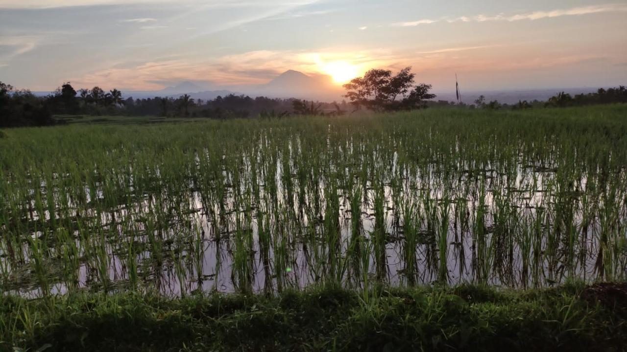 Tegal Jero Homestay Jatiluwih Exteriér fotografie