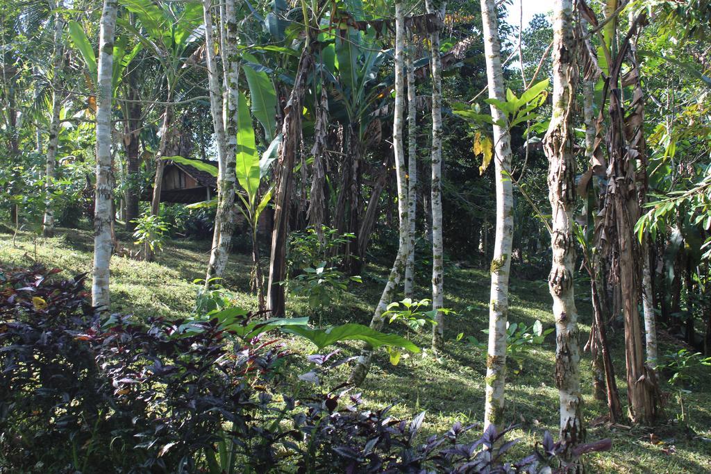 Tegal Jero Homestay Jatiluwih Exteriér fotografie